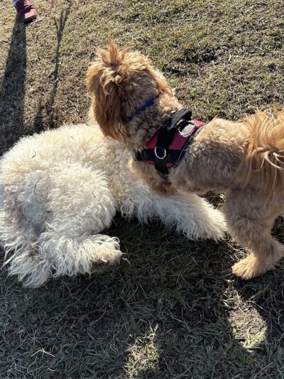 Smithfield Dog Park - Smithfield, NC