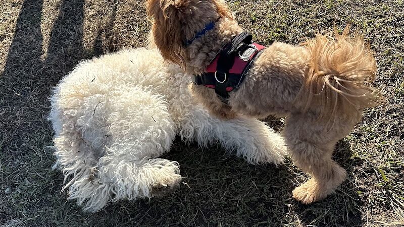 Smithfield Dog Park - Smithfield, NC