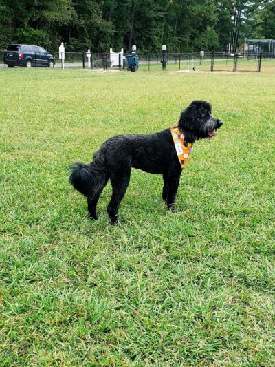 Smithfield Dog Park - Smithfield, NC