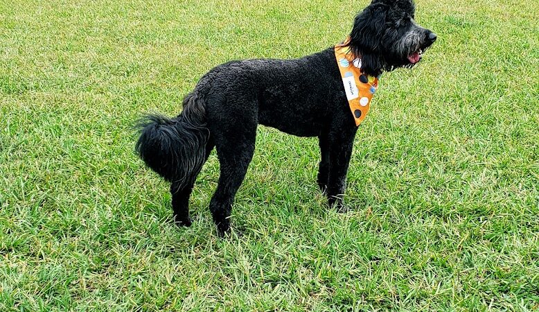 Smithfield Dog Park - Smithfield, NC