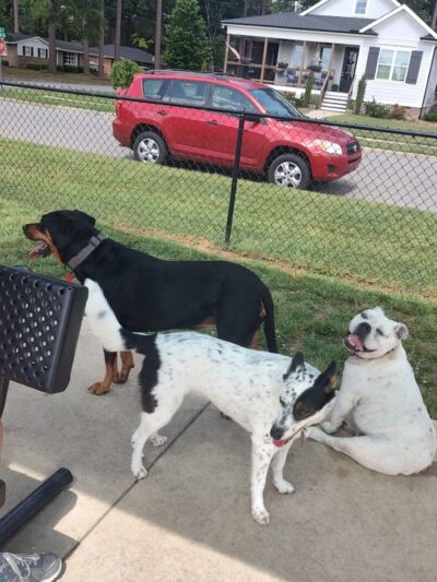 Smithfield Dog Park - Smithfield, NC