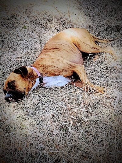 Smithfield Dog Park - Smithfield, NC