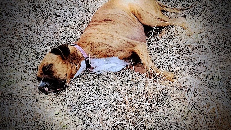 Smithfield Dog Park - Smithfield, NC