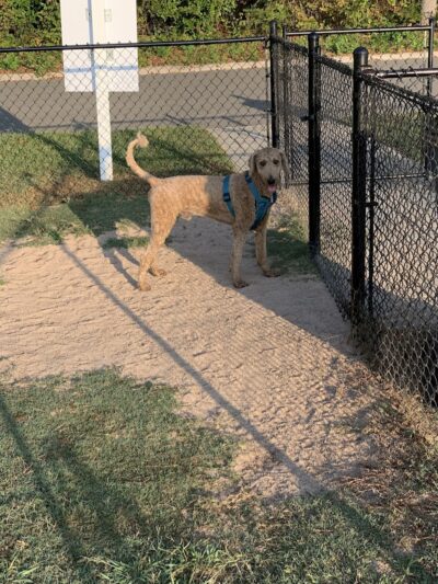 Smithfield Dog Park - Smithfield, NC