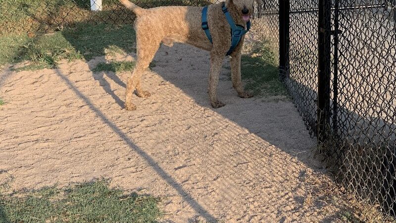 Smithfield Dog Park - Smithfield, NC