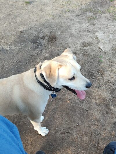 Smithfield Dog Park - Smithfield, NC