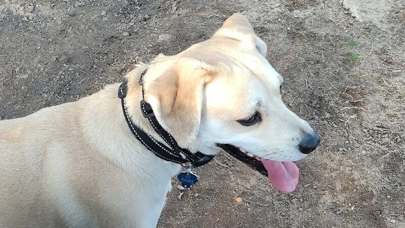 Smithfield Dog Park - Smithfield, NC