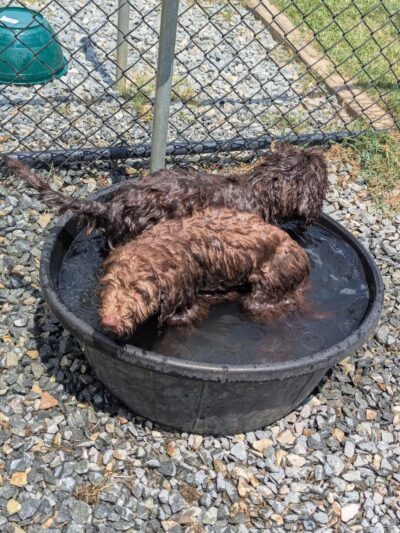 Smithfield Dog Park - Smithfield, NC