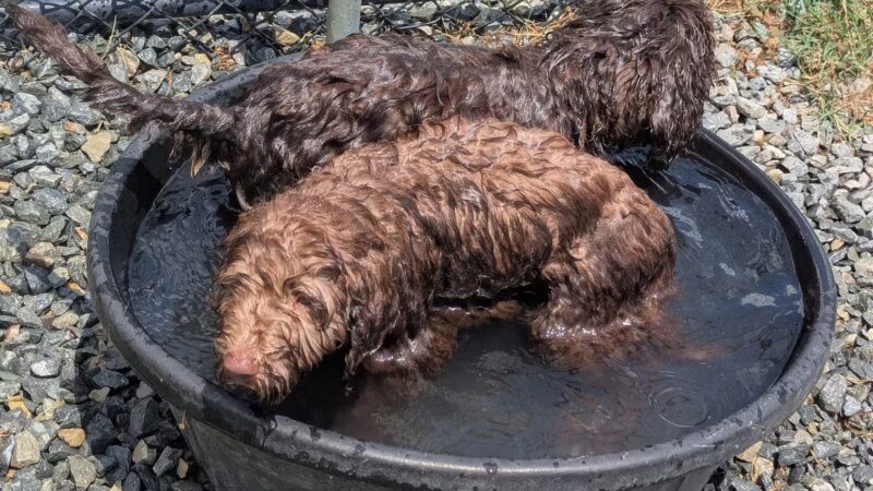 Smithfield Dog Park - Smithfield, NC