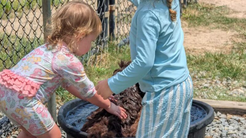 Smithfield Dog Park - Smithfield, NC