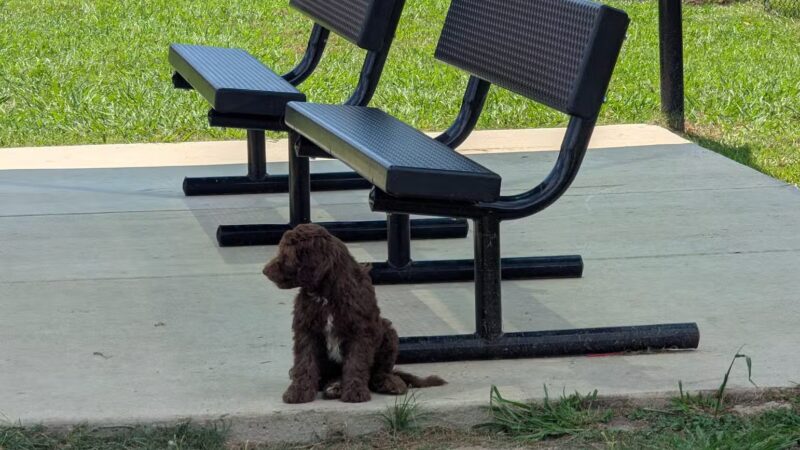 Smithfield Dog Park - Smithfield, NC