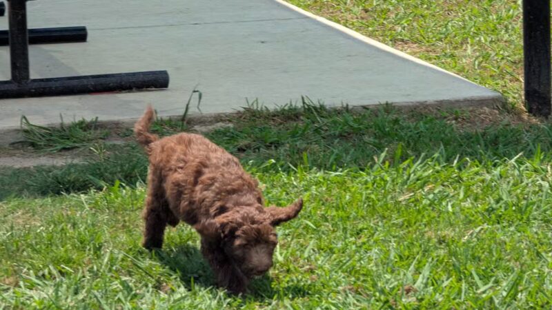 Smithfield Dog Park - Smithfield, NC