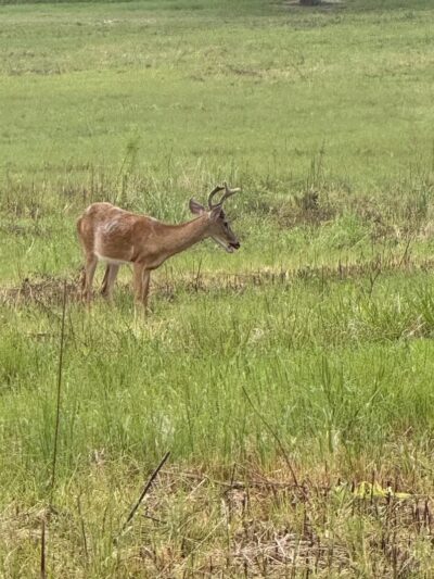 Windsor Castle Park - Smithfield, VA