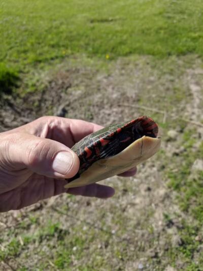 Kimball Township Park - Smiths Creek,