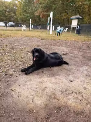 Blydenburgh Dog Park Area - Smithtown, NY
