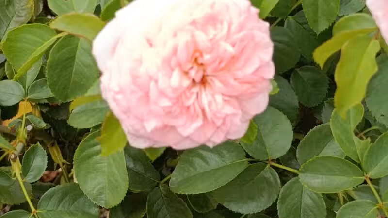 Colonial Park - Somerset, NJ