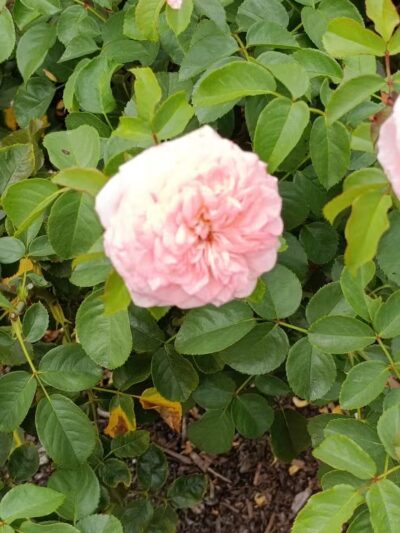 Colonial Park - Somerset, NJ