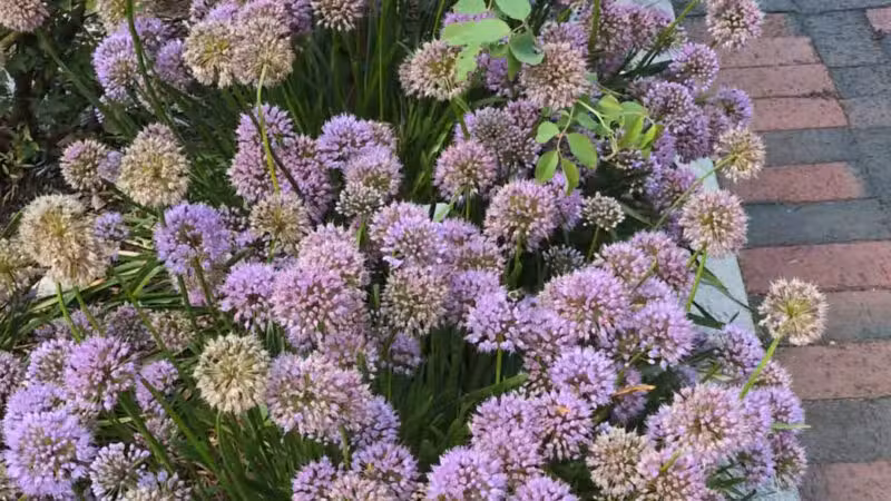 Colonial Park - Somerset, NJ