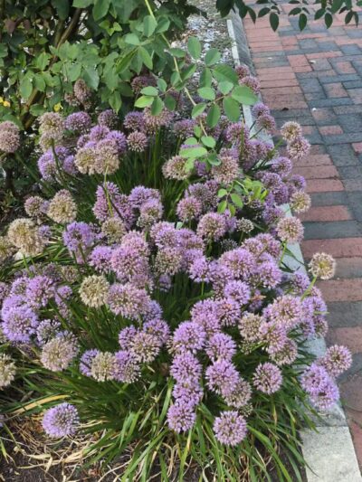 Colonial Park - Somerset, NJ