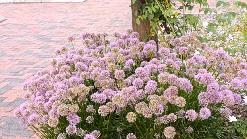 Colonial Park - Somerset, NJ