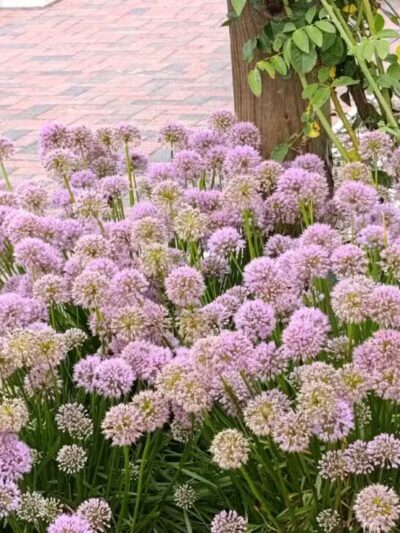 Colonial Park - Somerset, NJ