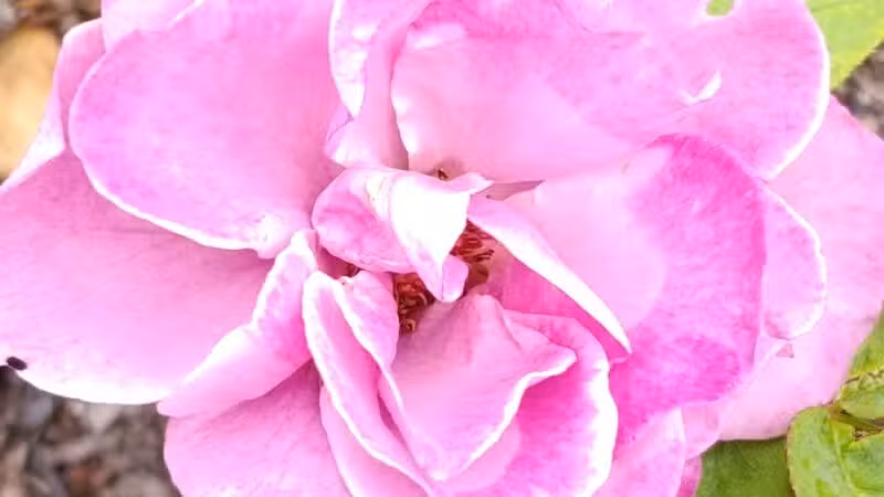 Colonial Park - Somerset, NJ