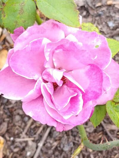 Colonial Park - Somerset, NJ