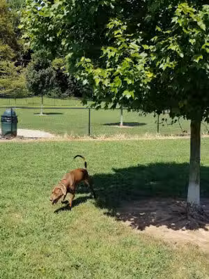 Colonial Dog Park - Somerset, NJ