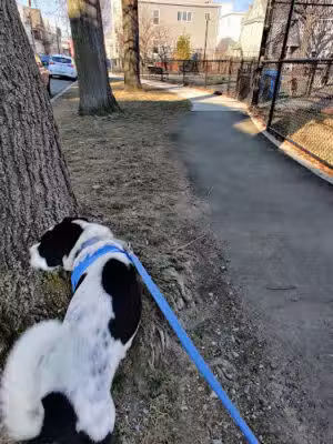 Lincoln Park - Somerville, MA