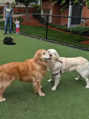 W Dog Park - Somerville, MA