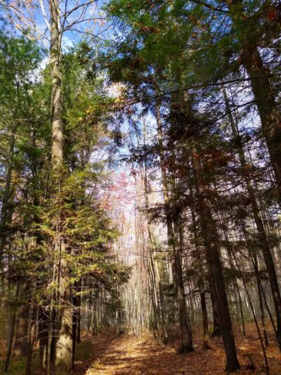 South Boardman Nature Preserve - South Boardman,