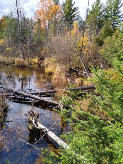 South Boardman Nature Preserve - South Boardman,