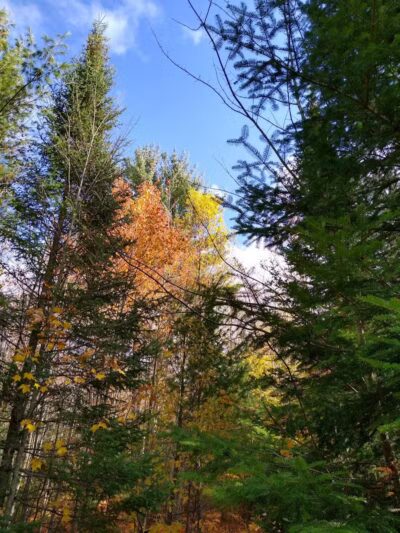 South Boardman Nature Preserve - South Boardman,