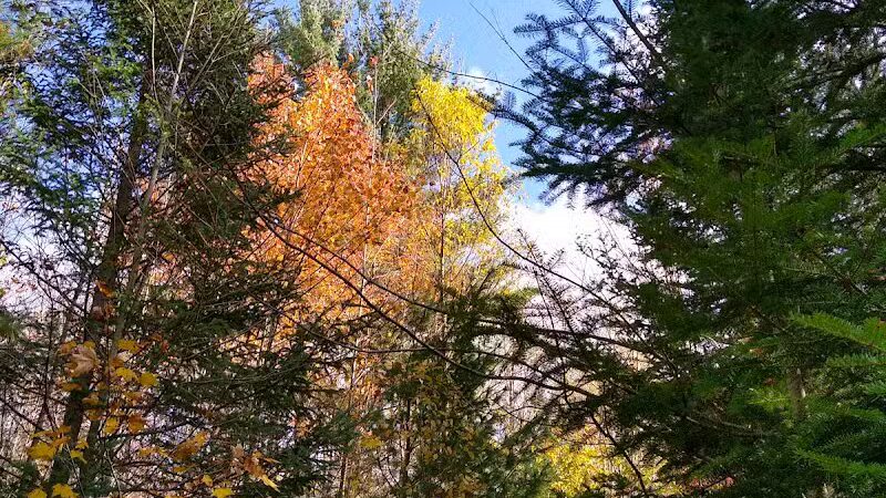 South Boardman Nature Preserve - South Boardman,