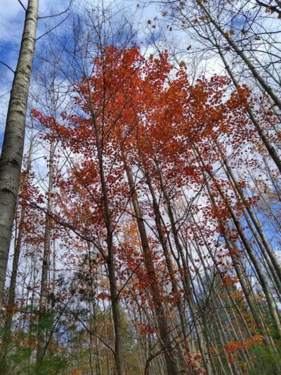 South Boardman Nature Preserve - South Boardman,
