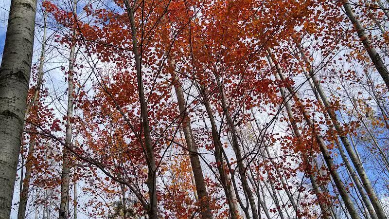 South Boardman Nature Preserve - South Boardman,