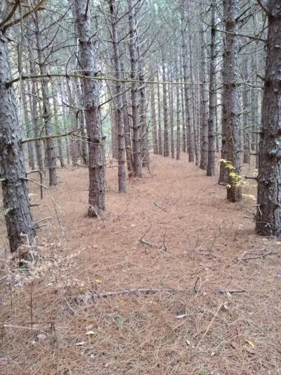 South Boardman Nature Preserve - South Boardman,