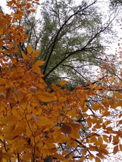 South Boardman Nature Preserve - South Boardman,