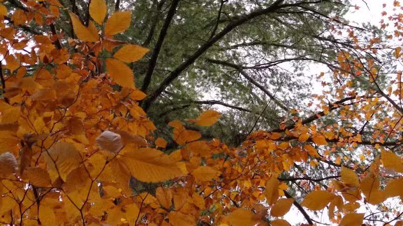 South Boardman Nature Preserve - South Boardman,