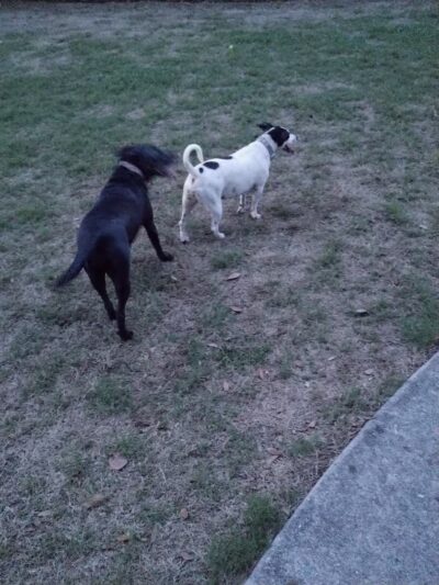 Reed Canal Park - South Daytona, FL