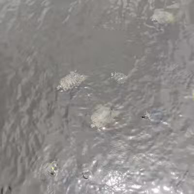 Reed Canal Park - South Daytona, FL