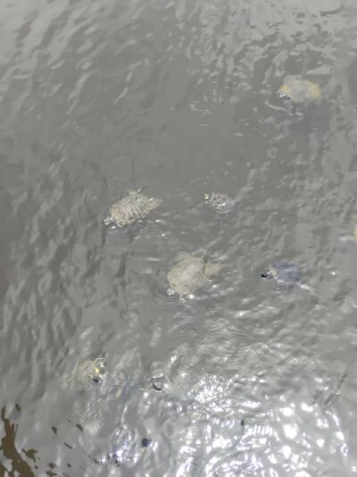 Reed Canal Park - South Daytona, FL