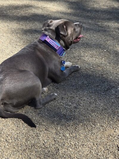 South Euclid Dog Park - South Euclid, OH