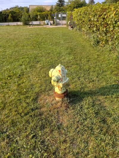 South Haven Dog Park - South Haven, MI