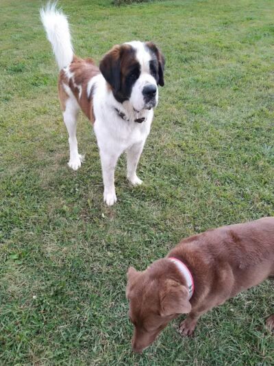 South Haven Dog Park - South Haven, MI