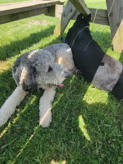 South Haven Dog Park - South Haven, MI