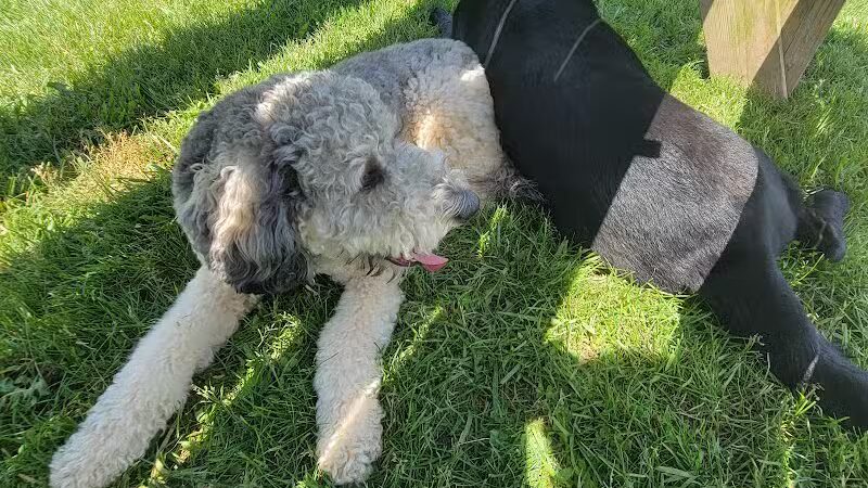 South Haven Dog Park - South Haven, MI