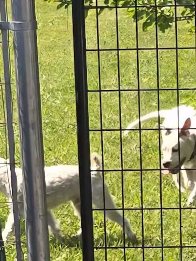 South Haven Dog Park - South Haven, MI