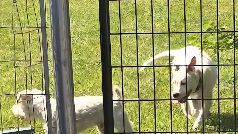 South Haven Dog Park - South Haven, MI