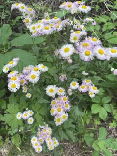 Colman Park - South Lyon,